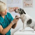 Librela Hund gestorben