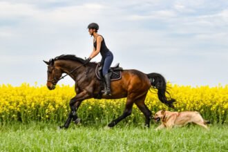Martin Rütter und Conny Sporrer getrennt