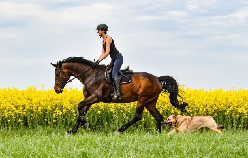 Martin Rütter und Conny Sporrer getrennt